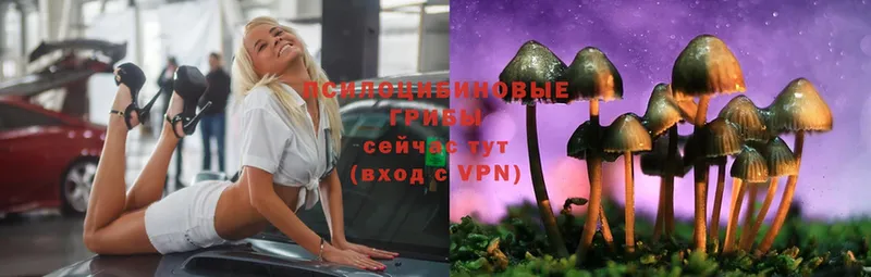 omg вход  Кимры  Псилоцибиновые грибы Psilocybe 